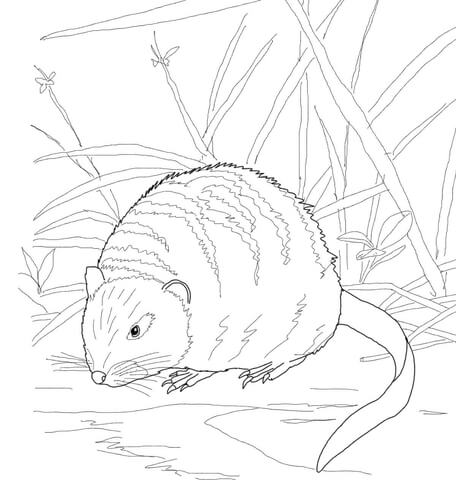 Muskrat On A River Bank Coloring Page